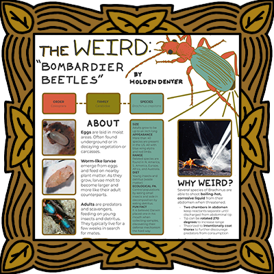 Bombardier Beetle Infographic