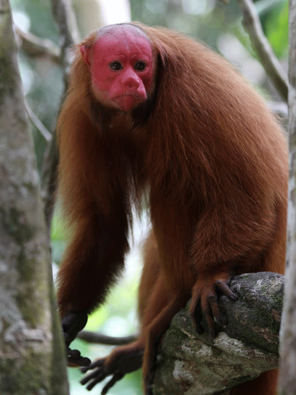 red face monkey